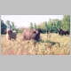 Three adult water buffalo and a heifer